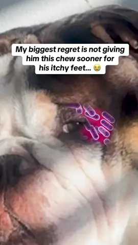Each year thousands of dogs silently cope with spring allergies without their owners ever knowing... And this pup was one of them. Learn below how this loving dog mom used this remarkable Allergy & Immune chew to answer her fur baby's call for help 👇