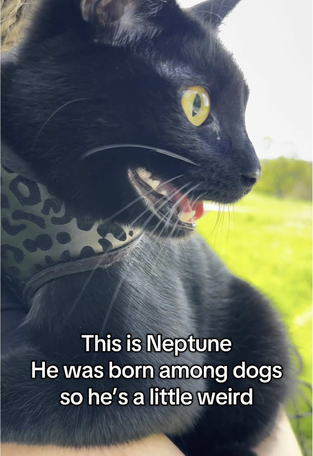 Don’t worry, he is in perfect health 😽 #blackcat #Neptune #cat #funnycat #funny #funnypet 