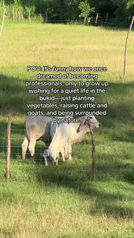 peaceful life 🥰☺️ #farmlife #naturelover #cattle #peacefulvibes #simplelife 