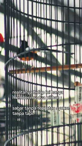 Toppp 🔥✊ #muraibatuindonesia #kicaumaniaindonesia #murailomba #kicaumanianusantara #muraibatumania 