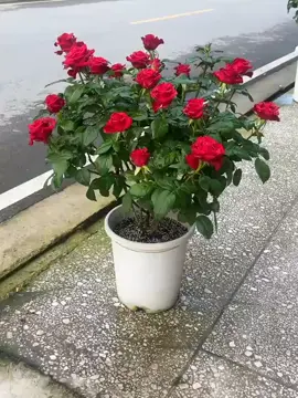 pesona indah bunga mawar merah yang mempesona #mawar #ros #fyp #tanamanhias 