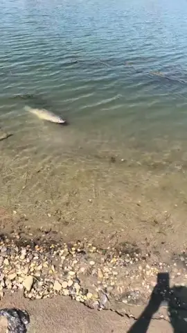 #fishing #fish #catfishing 