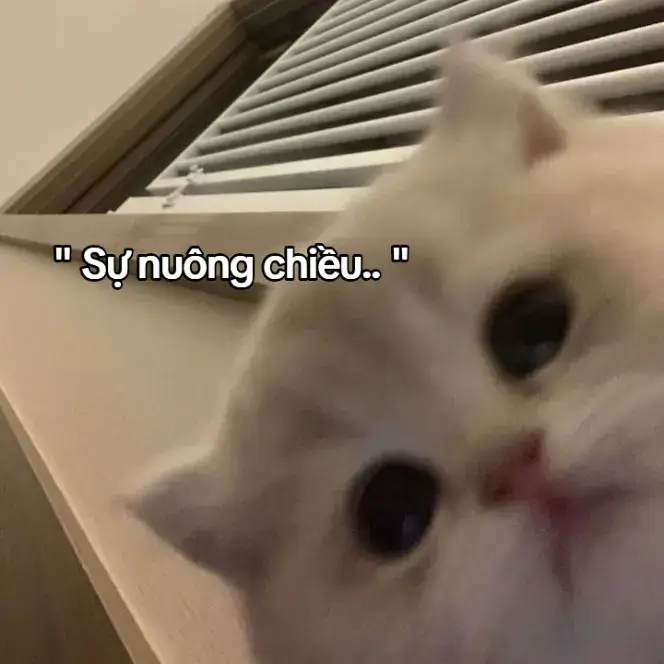 Đính chính nhé=))