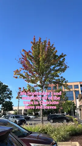 I swear this happened overnight 🍁🍁🍁🍁  #charlottenc #september1 #autumn #fall #cltnc 