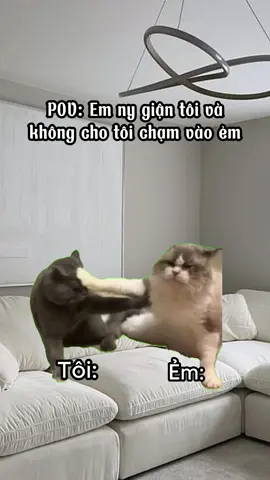 Xê ra :))#cat #catmeme #memes #funnycats #hàihước 