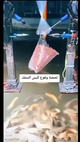 شاهد لحضة وقوع  كيس السمك واخيراا#الشعب_الصيني_ماله_حل😂😂 #الشعب_الصيني_ماله_حل #بثوث_مشاهير 