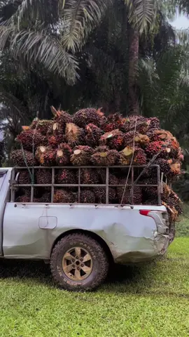 #fyppppppppppppppppppppppp #sawitsumatraindonesia🌴🌴🌴🇮🇩🇮🇩 