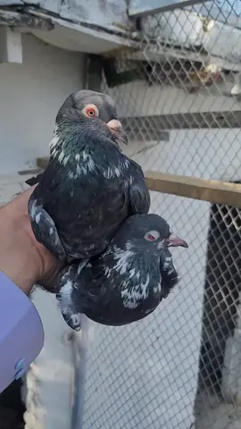 #viral #review #viralvideo #pigeon #view @✊ ذیگر یاران 711 ✌️ 