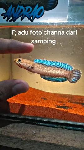 tunjukkan pesona mu #ikanchnnaindonesia #channasetewarti #fypシ #channaandrao #bismillahfyp 