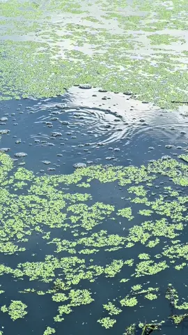 Cá khủng anh em ơi! #Xuhướng #câucá #viral #xh #moicauhungvuong 