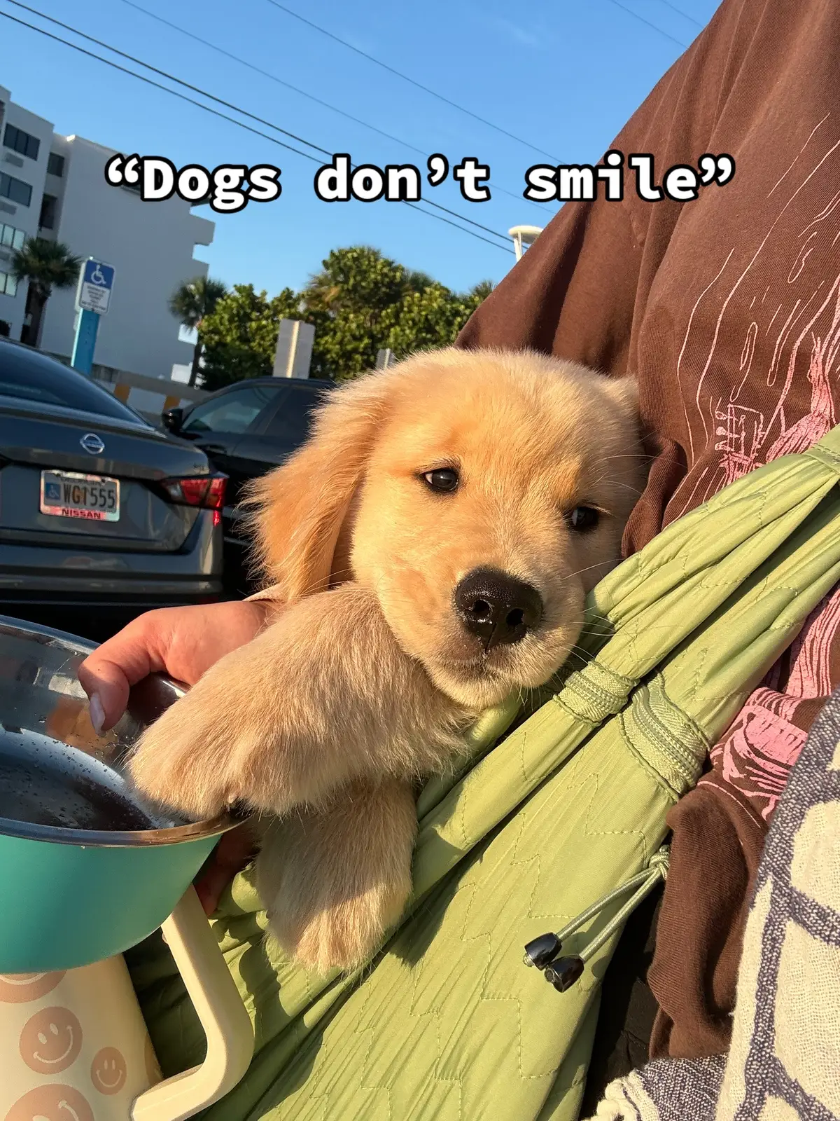 #goldenretrieverpuppy #puppiesoftiktok #happydog #goldenretrieverlife #puppy  