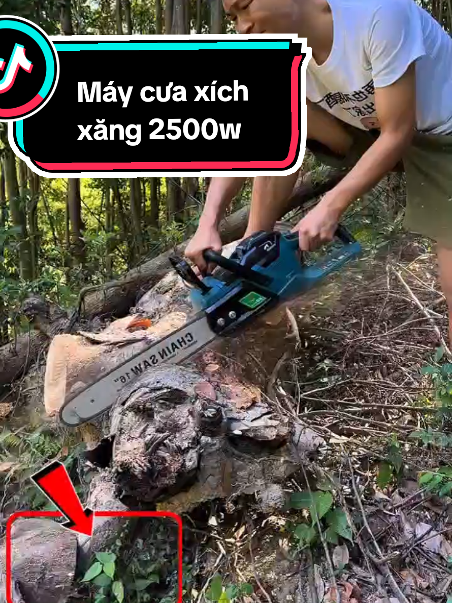Máy cưa xích xăng 2500w chuyên cưa cây xẻ gỗ #xuhuong #viral #trending #maycuaxich #maycuaxichchayxang 