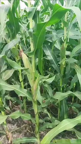 kapan petani makmur kalo harga jual anjlok  #jagungbalap🌽  #Petani Jagung Gagal Panen 