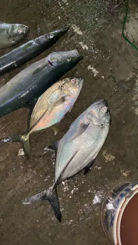 Spot pelabuhan 🎣🎣🎣🎣 #mancingpelabuhan #mancingmalam #mancingikan #mancing 