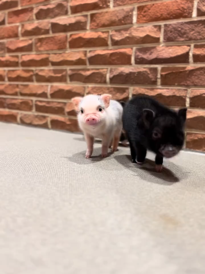 eatjdfytjhhjfgdg