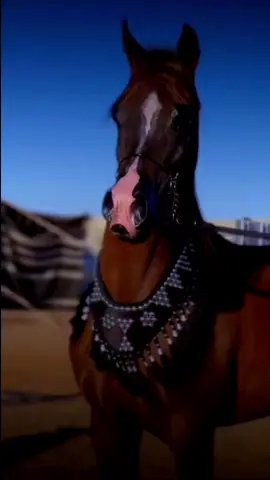 #انا #دويتو #CapCut #tik_tok #10 