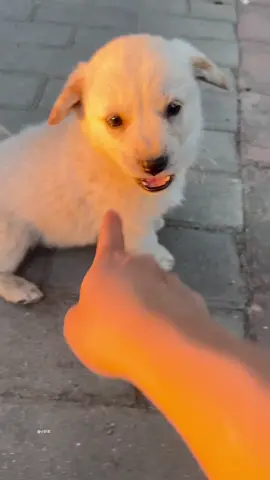 #DogLife #PuppyLove #DogsOfInstagram #Doggo #DoggyStyle #Pawsome #CuteDogs