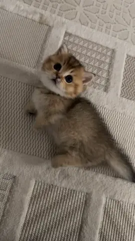 #fypシ゚viral #scottish #munchkincat #munchkin #viralvideo 