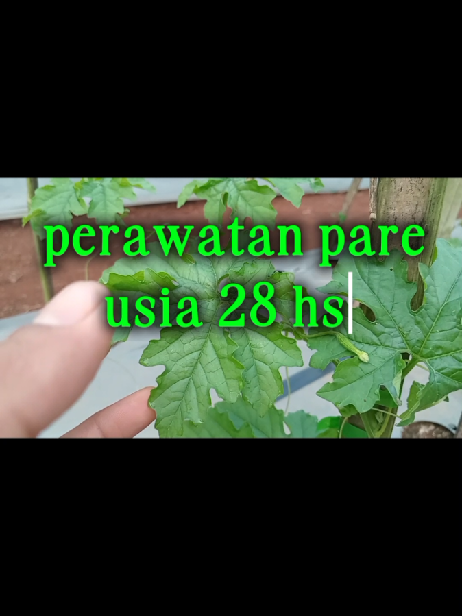#petaniindonesia🇮🇩🇮🇩🇮🇩🌿🌿 #dekatanichannel #pare #petanimuda #fypviralシ 