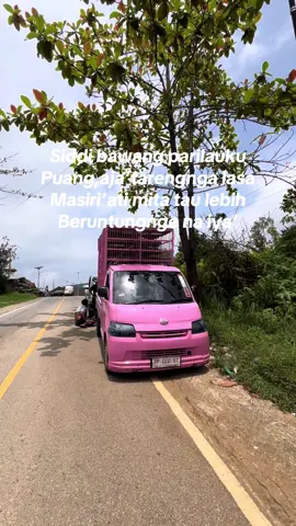 Cepat pulih pingky boy 01 biar bisa beriringan sama pingky boy lain🥹😔#xcbca #ayamterbang #zsz #belengbelengfamily🤘🏻 