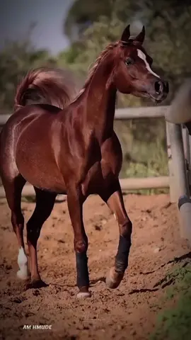 #خيل #خيل_عربي #خيل_عربي_اصيل #أكسبلورر #أكسبلور_تيك_توك🌹🌹nora_norica 