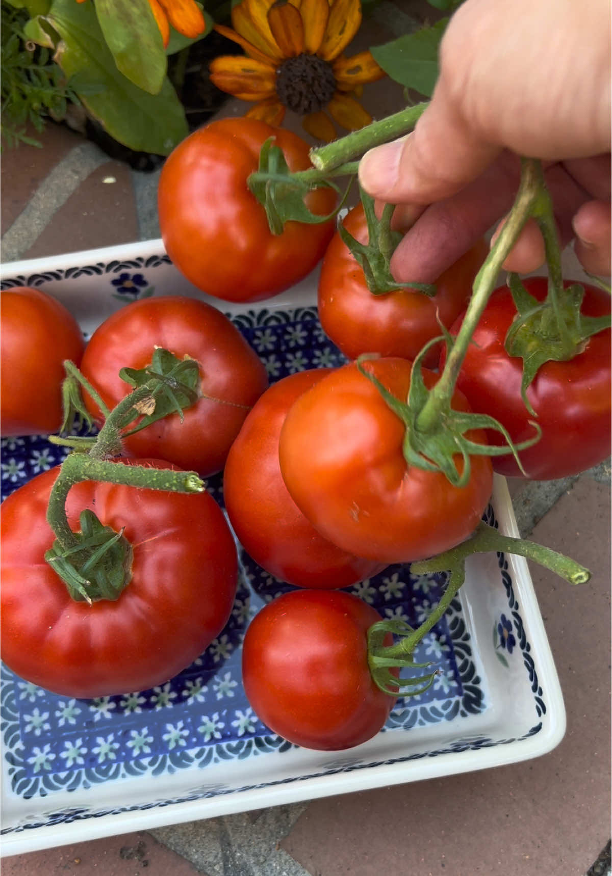 Coming up: the recipe for the creamiest tomato bisque. Nothing compares to the flavor of freshly picked tomatoes in this comforting dish. #sherisasgarden #sherisasgardening #gardenharvest #bisque #soup 
