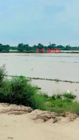 #growmyaccount #foryoupage #aligill5911 #foryoupage 