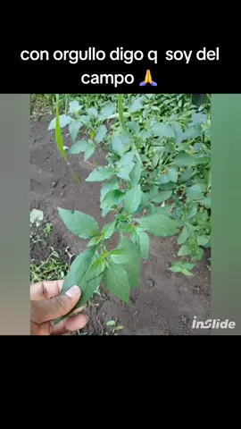 la vida en el campo es la mejor  xq no tienes que conprar todo esto 🥰