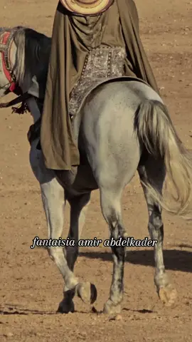 الخيل 🤍 🇩🇿🇩🇿