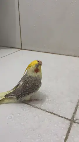 Banho bom #creatorsearchinsights #calopsita #fyp #br #meme 