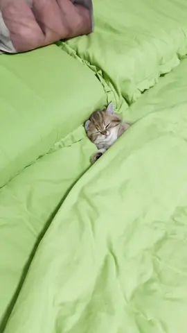 Good night, sweetie.😊#cute #kitten #cats #pets 