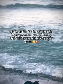 তোমার বোঝা উচিত ছিল আমার শিরায় শিরায় রাগ জেদ আর ত্যারামি থাকার পরও আমি কেন তোমার প্রতি এত দুর্বল ছিলাম!😌❤️‍🩹 @TikTok Bangladesh #foryou #idfreezz🙏🙏 #bdtiktok #foryouplz #evu 