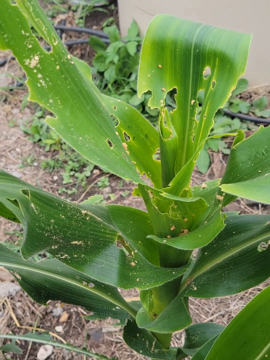 Le cayó gusano a mi milpa. #malpa #humor #siembra #viral 