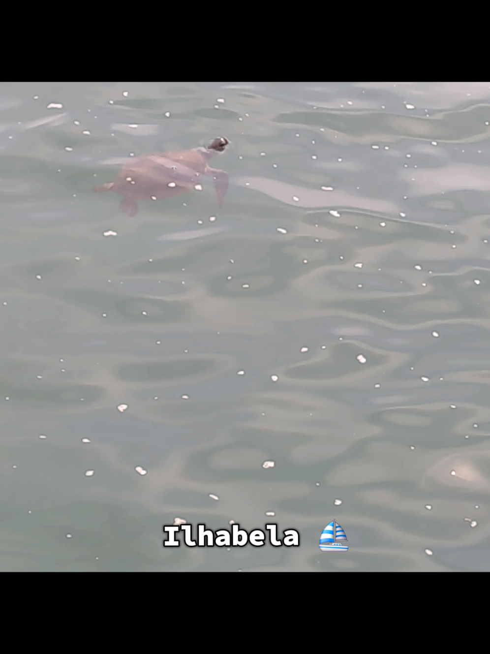 Vimos uma Tartaruga Marinha em Ilhabela -SP. #ilhabela #sea #brazil🇧🇷  #turtle #praiadafeiticeira 