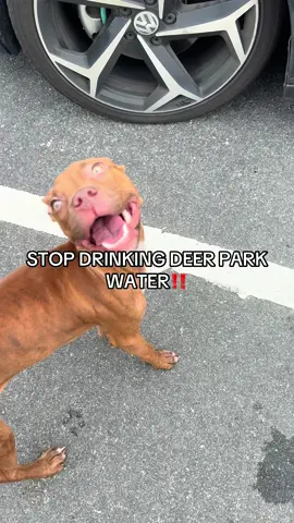 @DeerParkOfficial what y’all put in that ??