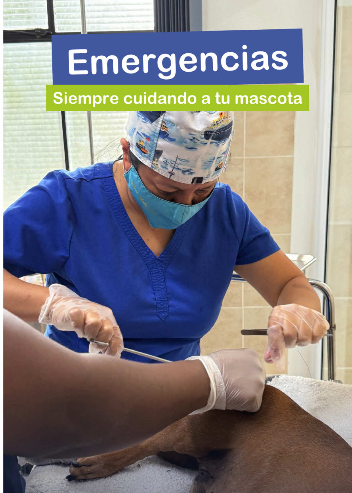 Las emergencias no avisan, pero nosotros sí estamos preparados para tu mascota En Hospital de Mascotas Mariscal contamos con consultas, cirugías, hospitalización, laboratorio, grooming, guarderia, farmacia, atención a domicilio y ambulancia 🚑  Tu peludo merece atención moderna, profesional y llena de amor. WhatsApp: 5480-8888 PBX: 2375-8787 Zona 11 - Parqueo gratis y seguro, pagos fáciles 👉🏻Lunes a Domingo, 7:00 a 19:00 #hospitalveterinario #mascotas #perro #gato #fyp