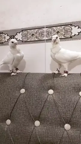 ذي قار شطره #الشعب_الصيني_ماله_حل😂😂 