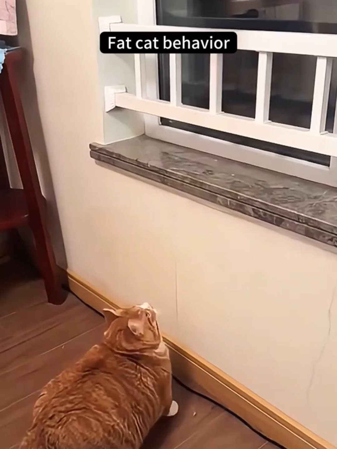 Fat cats are so funny . 😻🐾😹😹😹😹😹 #cat #cats #kitten #meow #catfight #catlovers #viral #funny #animals #trend #thief #funny #fyp #pet #pets #spy #mode #spycat #baby #babies