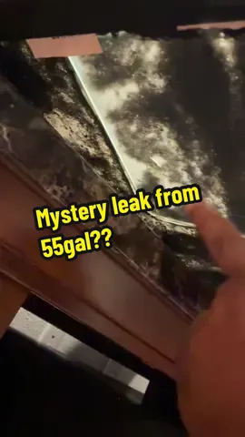 If anyone has dealt with this or can solve the mystery, that would be great#fish 