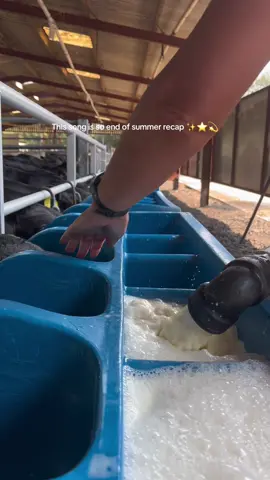 What a great summer we’ve had on the farm, here’s our recap ✨  #farm #viral #calf #farming #foryoupage 