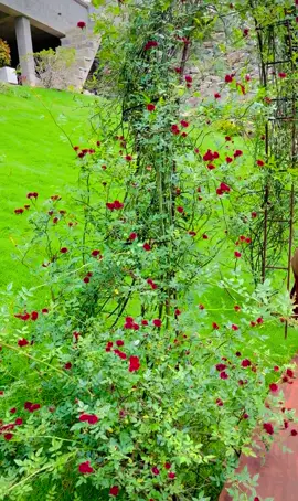 මෙච්ච්ර ලස්සනයි කියලා නම් හිතුවේ නෑ සදගිරි සෑය 🙏🙏🙏❤️ හිත නිවෙන මාර ලස්සන පිංබිමක් බලන්න ලස්සන share කරන්න හැමෝම#sadagirimahaseya 