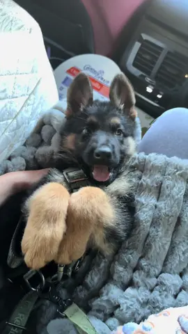 got too many pics and videos to not have his own account🐾