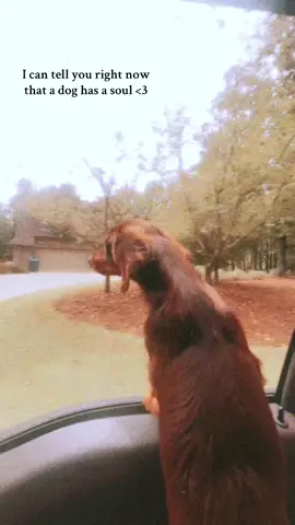 my sweet boy #fyp #trending #weenie 