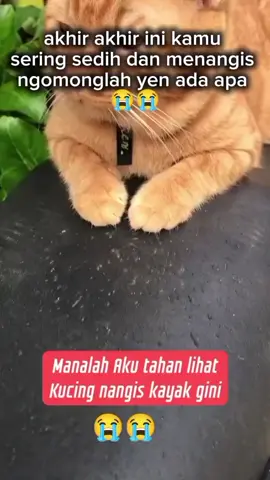 ada masalah apa yen #catlovers 