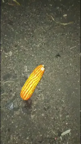 #fyp #dyppppppppppppppppppppp 