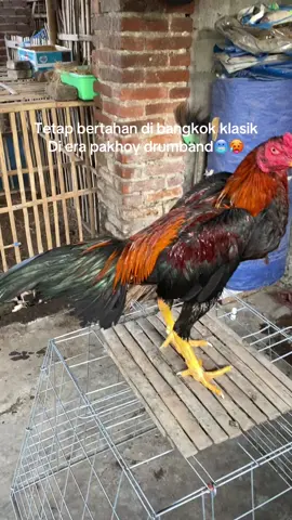 Tapi kalau ada pakhoy drumban harga1,5 saya mau bang😭🤭😂#peternakmuda #bangkokselatan🤟 #bangkokklasik #pakhoyfullbrakot #pakhoy 