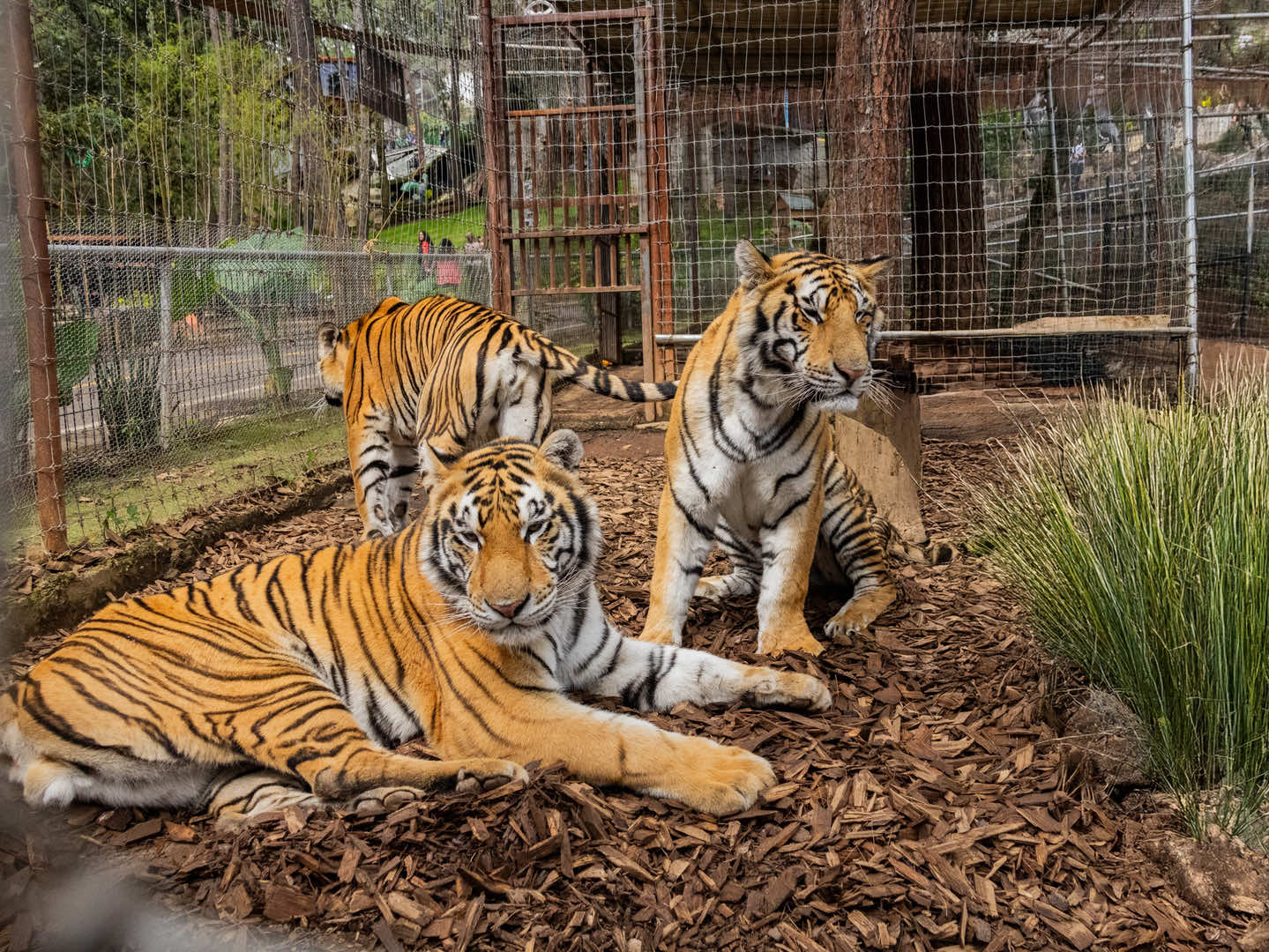 Tranquilos familia! Nuestra veterinaria Alejandra tuvo un pequeño susto, pero está muy bien y sigue cuidando con todo el amor a nuestros felinos. 🦁✨ En Camino Real del Tigre somos una gran familia y su seguridad, junto con la de los animales, siempre va primero.  #tigres #mazamitla #caminorealdeltigre #veterinaria #fyp 