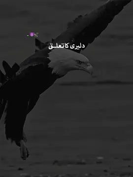 Beshak 💯 #attitude #poetry #eagle #CapCut 