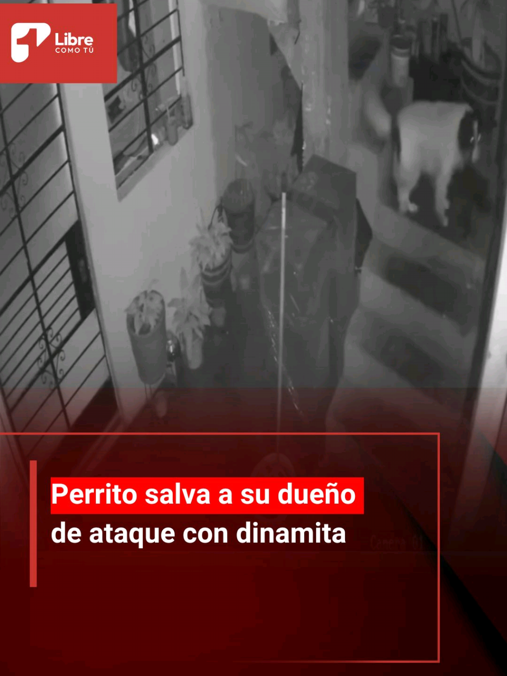 #Virales En Huaral, Perú, un sujeto encapuchado lanzó un explosivo contra la casa del periodista Alberto Mesías Zárate, pero su perrita Manchis, con valentía, apagó la mecha con su hocico y evitó la explosión. La Policía confirmó que el ataque está ligado a sus investigaciones sobre mafias locales. La Asociación Nacional de Periodistas del Perú condena el atentado y exige justicia. Deja tu ❤️ por Manchis, la heroína canina.  Para más información visite Canal1.com.co  #Peru #Mascotas #Atentado #Noticia