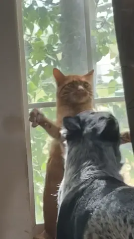 Intense fight cat vs dog 